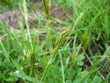 Anthoxanthum alpinum