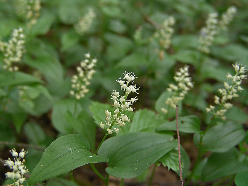 Изображение особи Maianthemum bifolium.