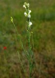 genus Linaria. Цветущее растение. Казахстан, Алматинская обл., Куртинское водохранилище. 13.05.2011.