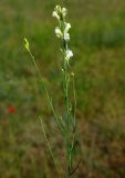 род Linaria