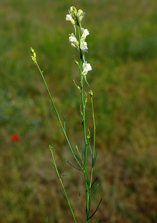 Image of genus Linaria specimen.