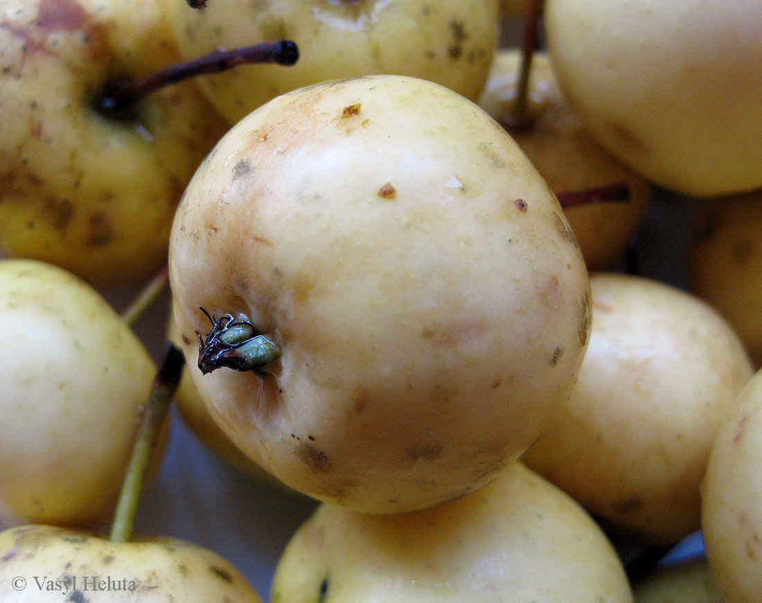 Изображение особи Malus domestica.