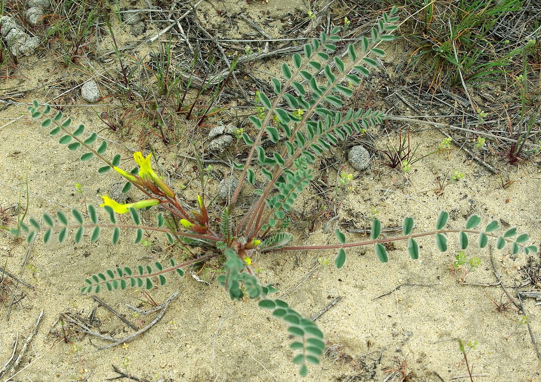 Изображение особи Astragalus longipetalus.