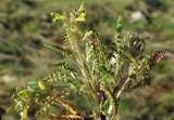 Pedicularis czuiliensis