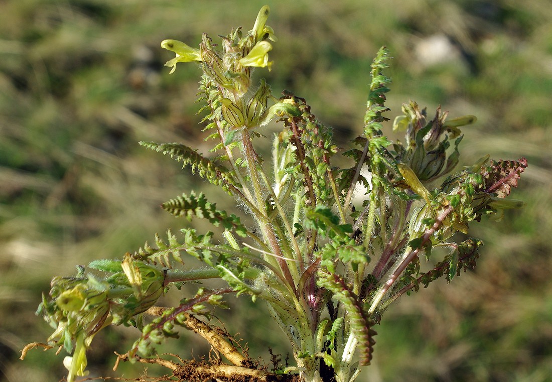 Image of Pedicularis czuiliensis specimen.