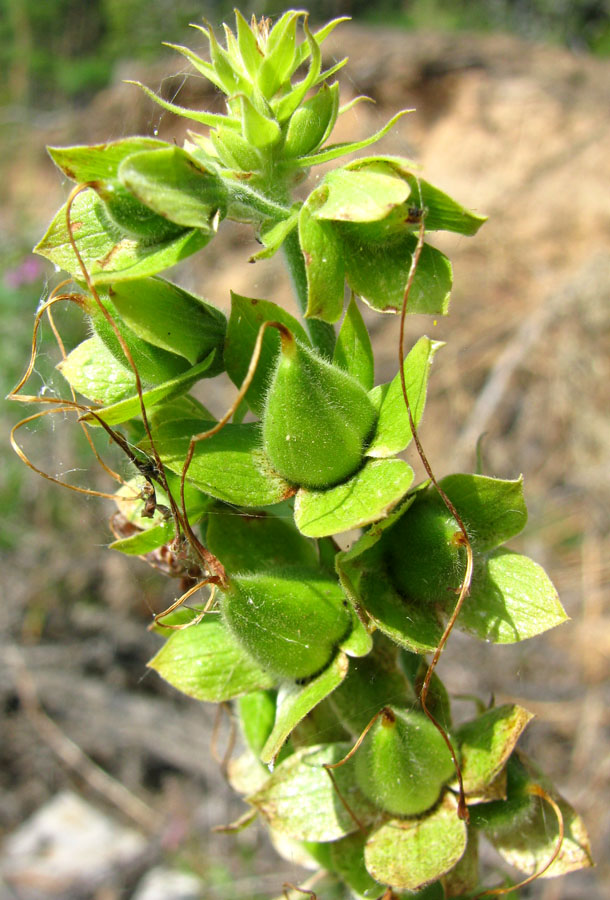 Image of Digitalis purpurea specimen.