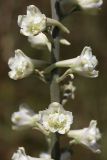Delphinium pavlovii