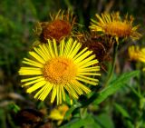 Inula britannica