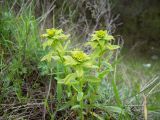 Euphorbia virgata