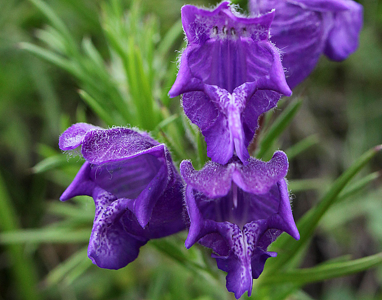 Изображение особи Dracocephalum austriacum.