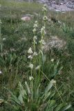 Swertia schugnanica. Цветущее растение. Таджикистан, Памир, р. Шахдара. 12.08.2011.