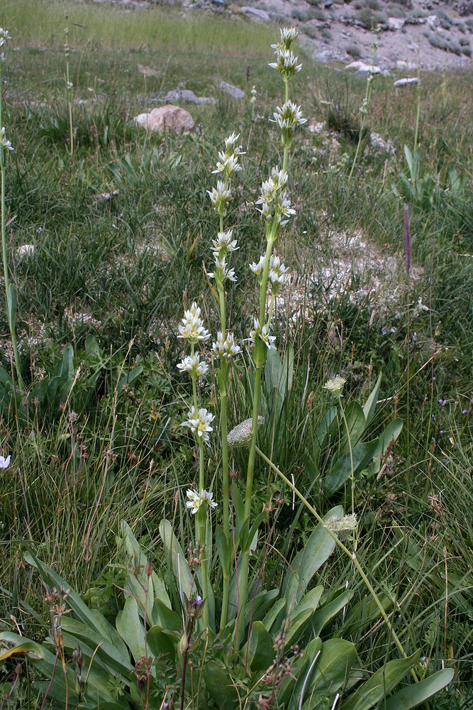 Image of Swertia schugnanica specimen.