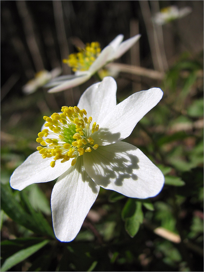 Изображение особи Anemone nemorosa.