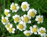 Achillea cartilaginea. Часть общего соцветия. Чувашия, Моргаушский р-н, у дороги к дер. Шомиково, канава с водой. 12.07.2011.