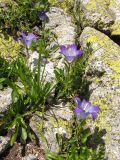 Campanula biebersteiniana