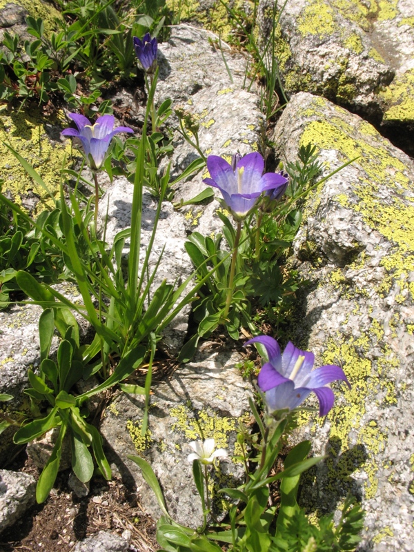 Image of Campanula biebersteiniana specimen.