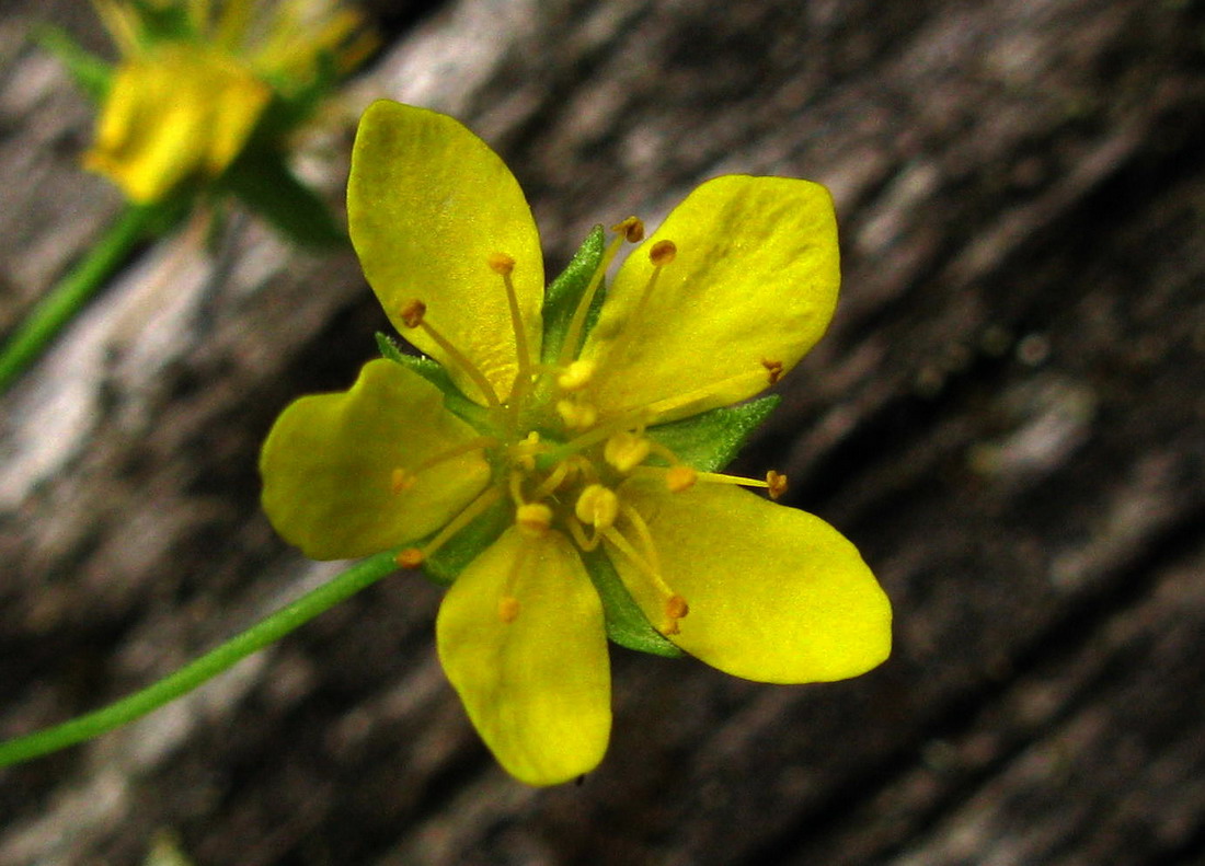 Изображение особи Waldsteinia tanzybeica.