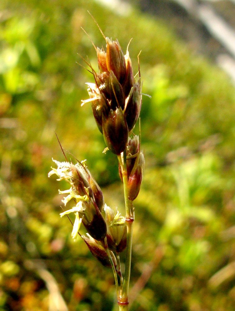 Image of Hierochloe alpina specimen.