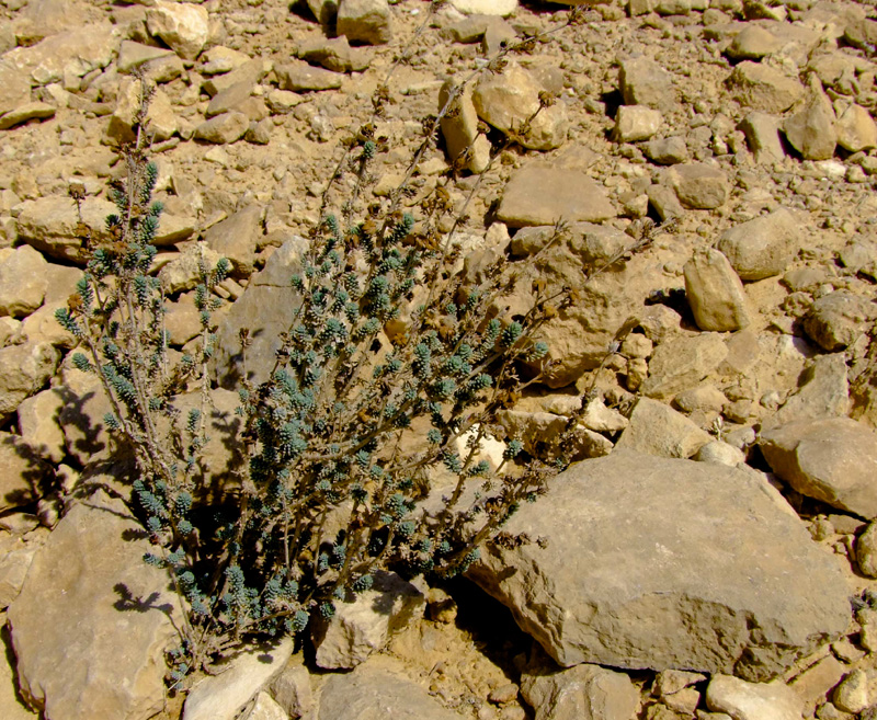 Image of Reaumuria hirtella specimen.