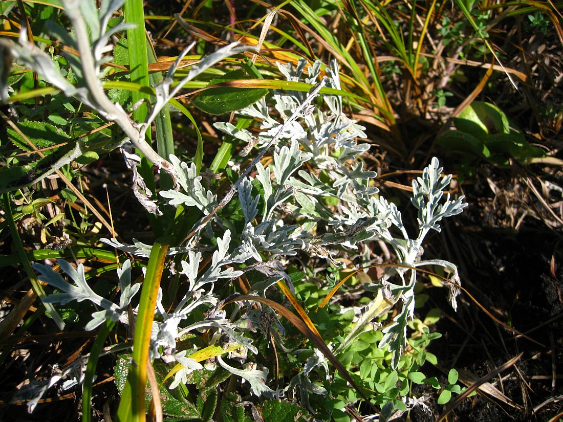 Изображение особи Artemisia stelleriana.