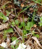 Moneses uniflora. Сухие прошлогодние плоды. Мурманская обл., Кандалакшский р-н, окр. пос. Колвица. 03.07.2010.