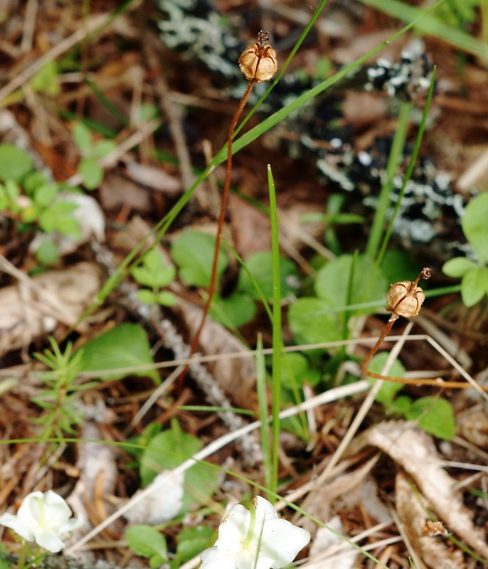 Image of Moneses uniflora specimen.