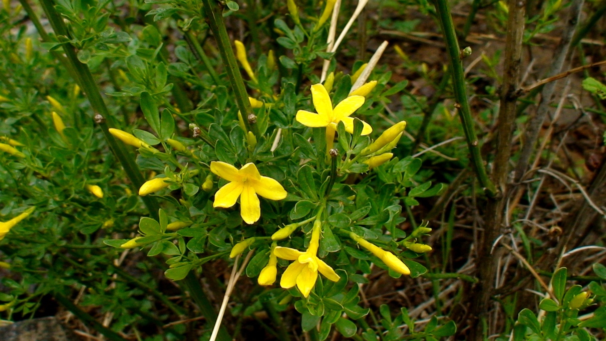 Image of Jasminum fruticans specimen.