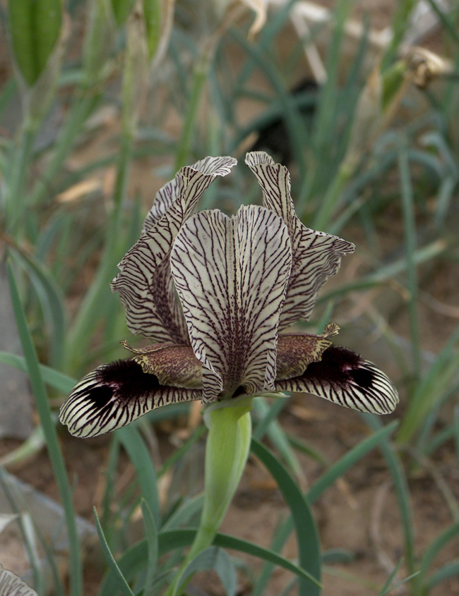 Image of Iris zuvandicus specimen.