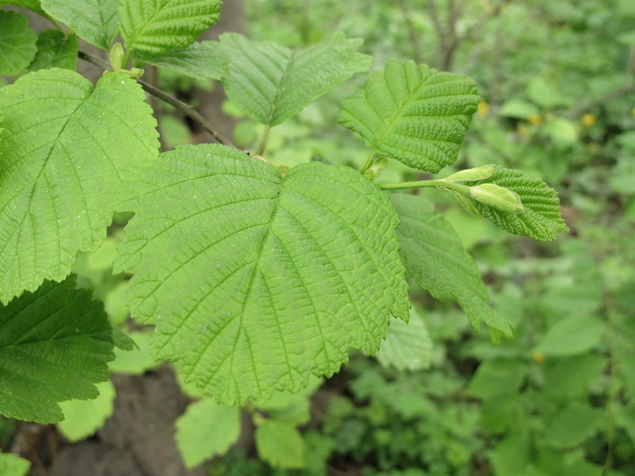 Изображение особи Alnus hirsuta.