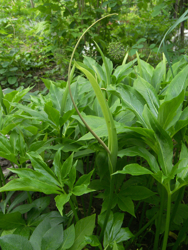 Image of Pinellia pedatisecta specimen.