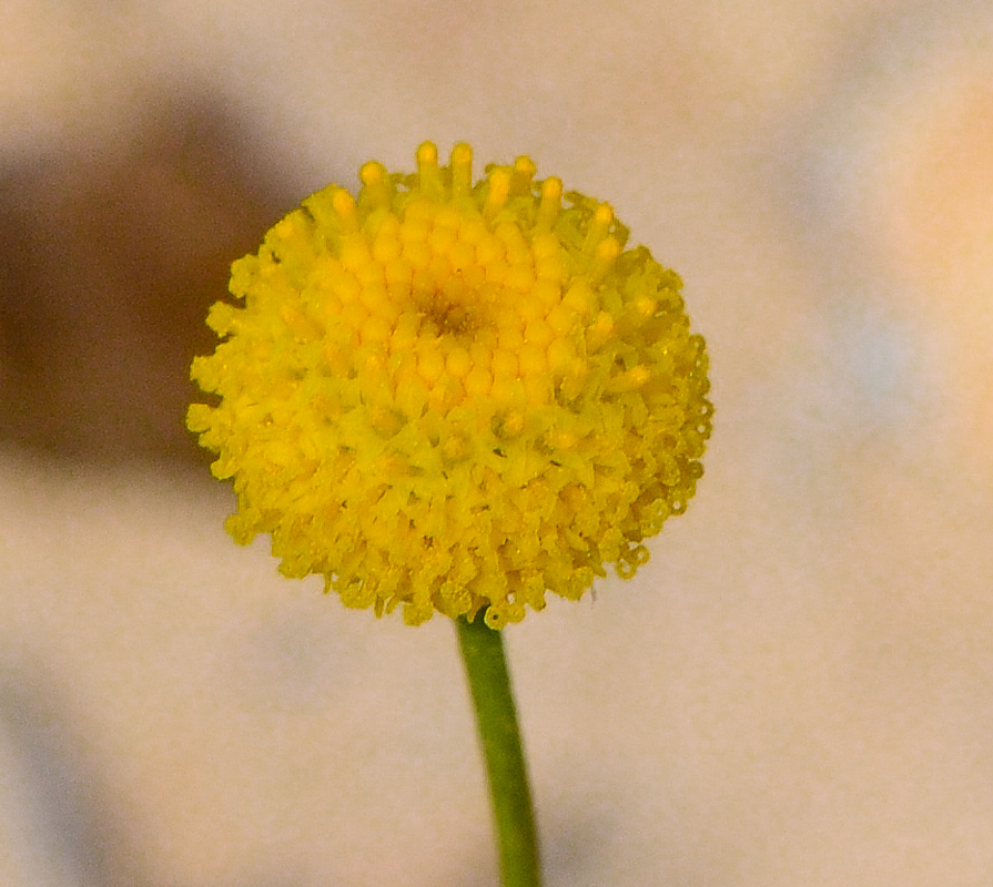 Image of Aaronsohnia factorovskyi specimen.