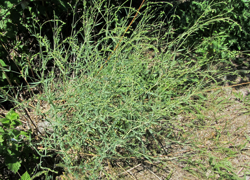 Изображение особи Gypsophila paniculata.