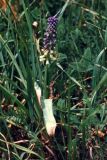 Leopoldia tenuiflora