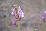 Oxytropis myriophylla