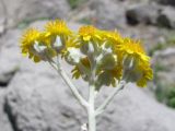 Senecio cineraria. Соцветия. Южный Берег Крыма, пос. Симеиз, гора Кошка. 20 июня 2012 г.