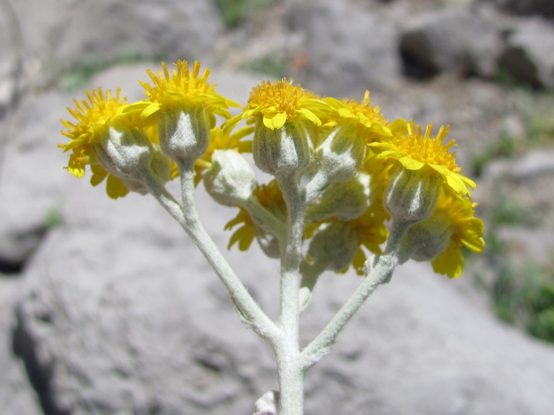 Изображение особи Senecio cineraria.