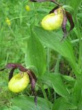 Cypripedium calceolus