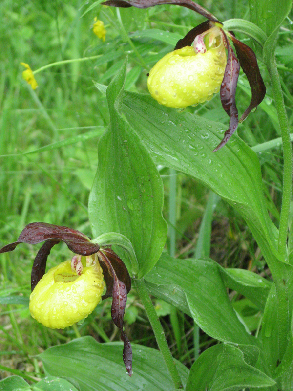 Изображение особи Cypripedium calceolus.