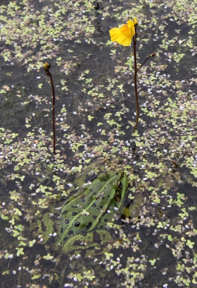 Image of Utricularia × neglecta specimen.
