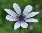 Anemone hortensis