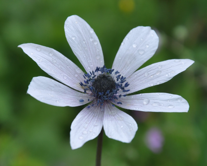 Изображение особи Anemone hortensis.