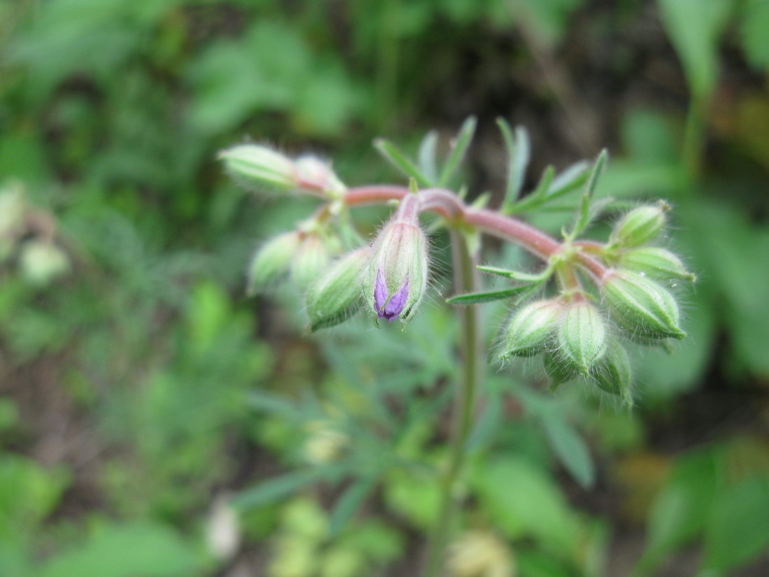 Изображение особи Geranium linearilobum.