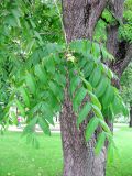 Juglans mandshurica. Ветка с плодами. Москва, территория Кремля, Тайницкий сад. 15.06.2012.