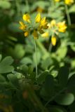 Coronilla coronata