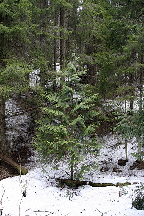 Image of Thuja plicata specimen.