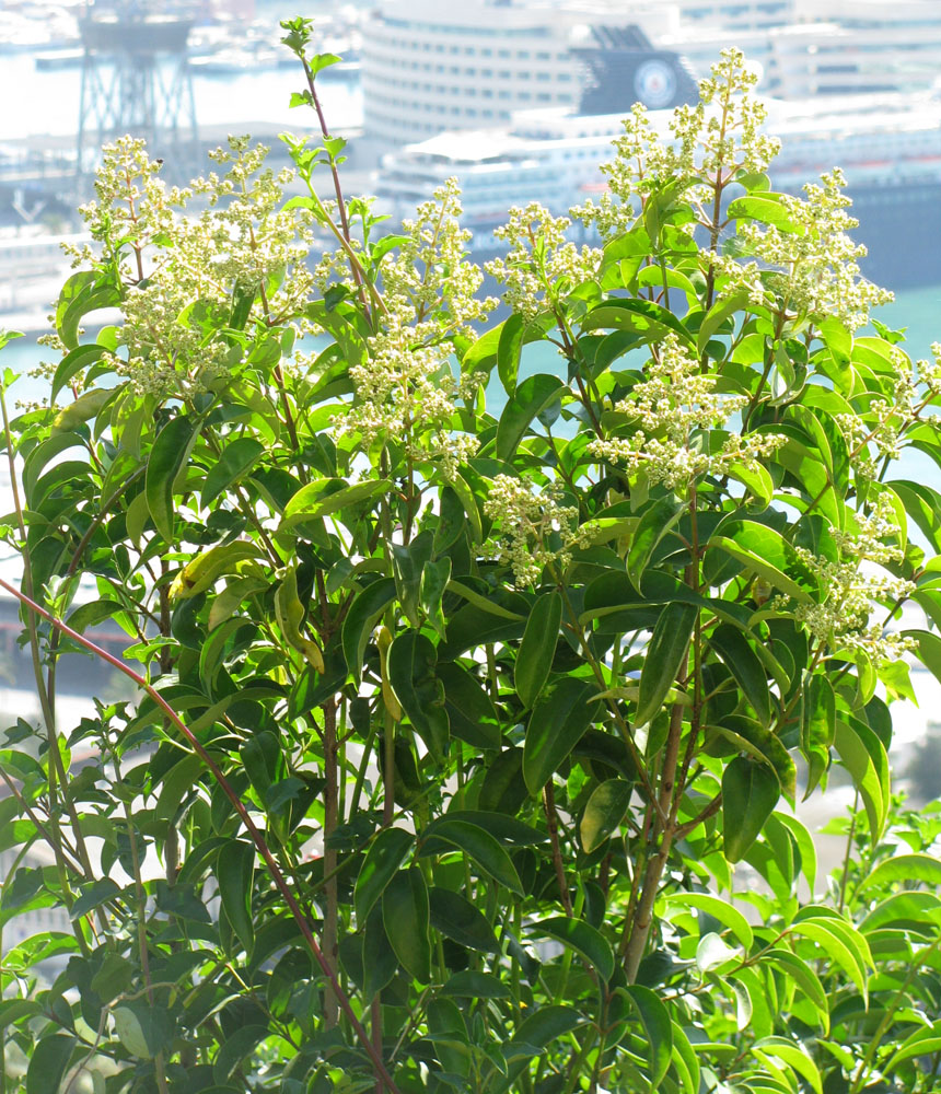 Image of Ligustrum lucidum specimen.