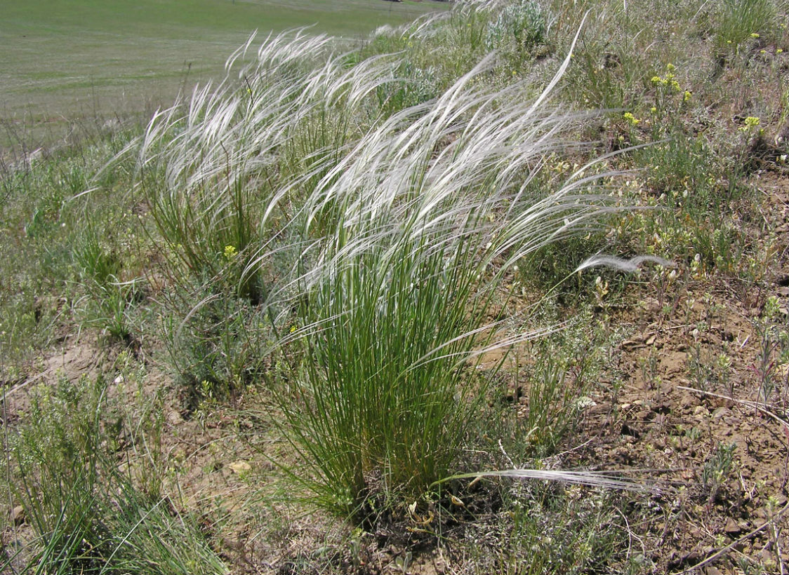 Image of Stipa lessingiana specimen.