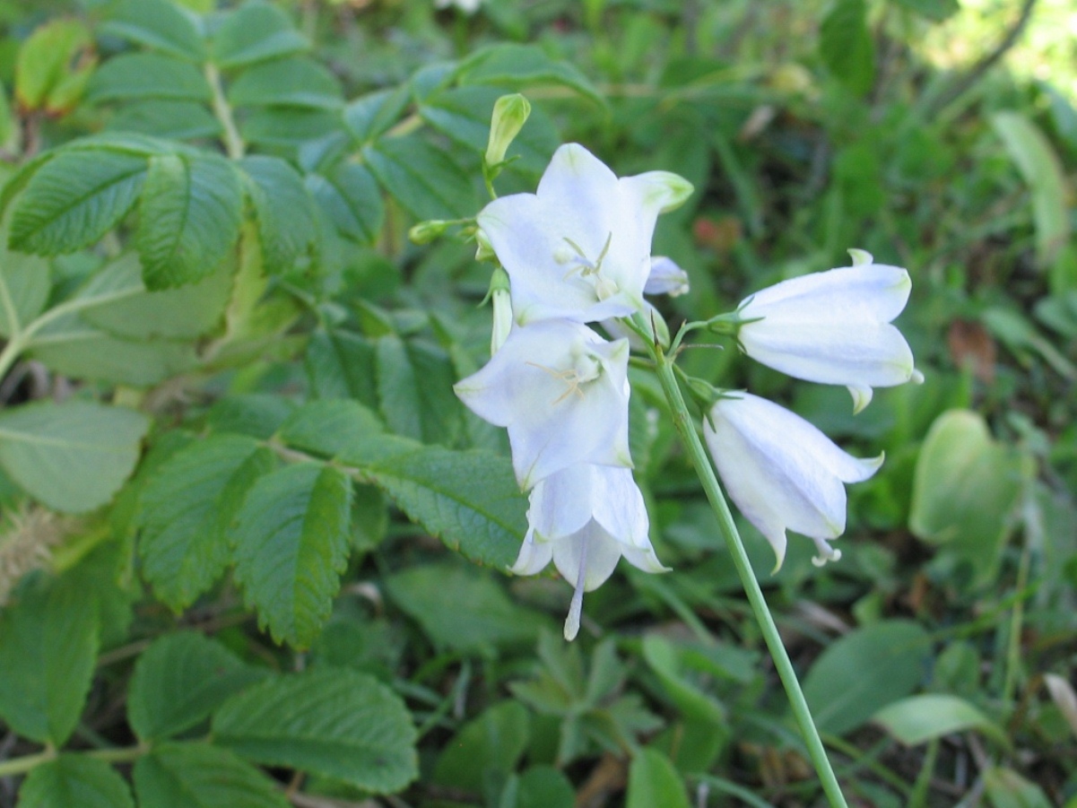 Image of Adenophora triphylla specimen.