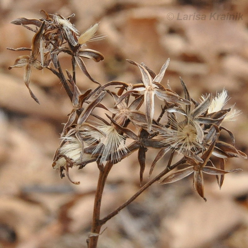 Изображение особи Syneilesis aconitifolia.