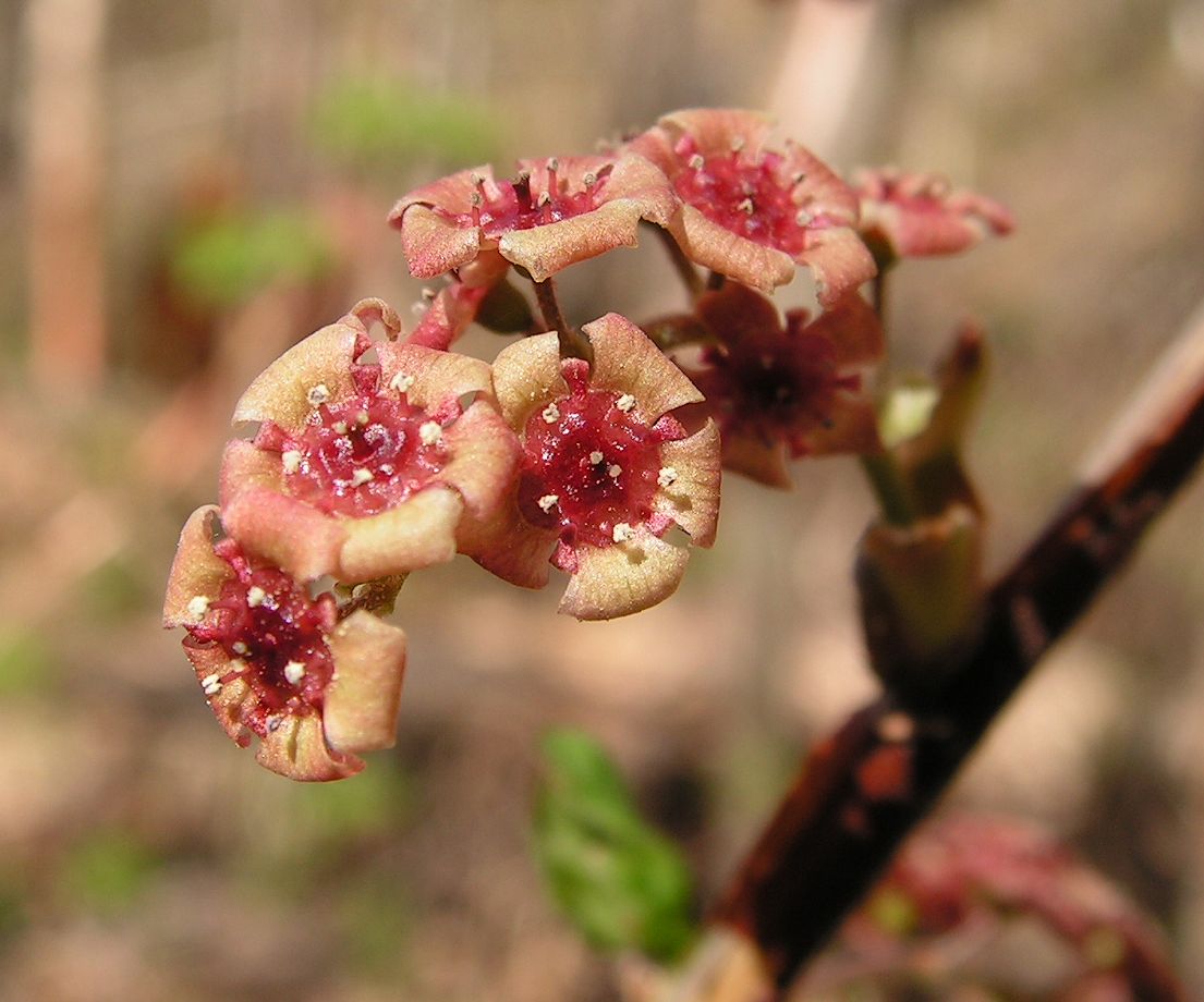 Image of Ribes triste specimen.